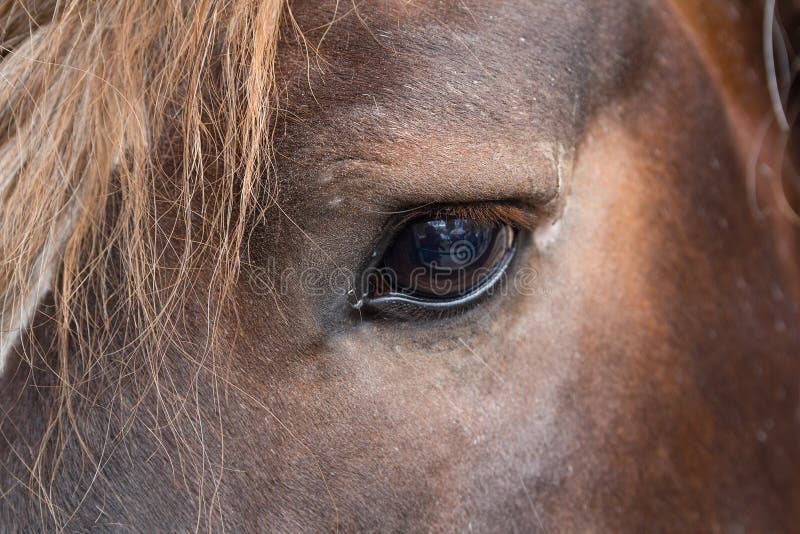 Eye Thoroughbred Brown Horse Close Up Stock Image Image of affection