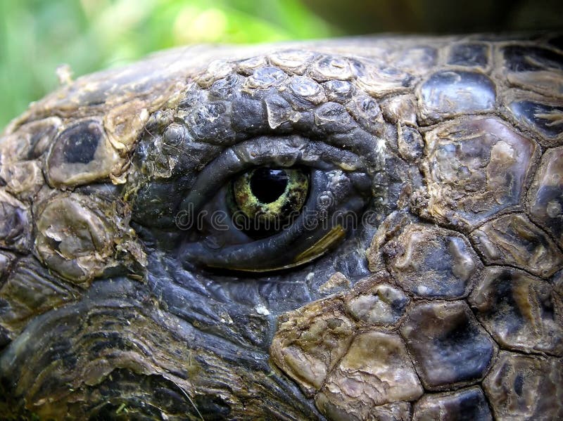 Как выглядят глаза черепахи Curious Turtle stock image. Image of staring, young, yellowheaded - 47928951