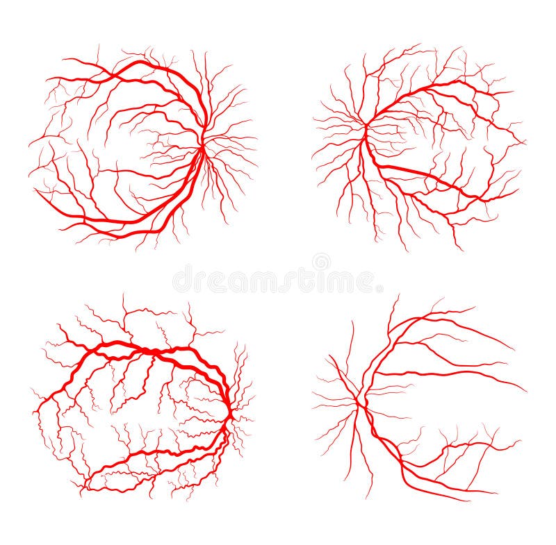 Eye Vein Set System X Ray Angiography Vector Design Isolated on Stock ...