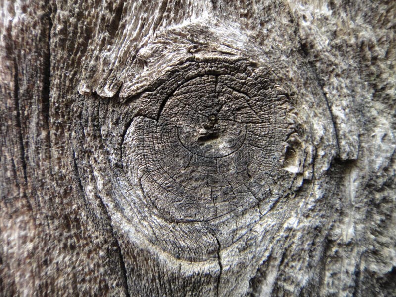 Eye of a very old tree. The eye of a very old tree that looks like the eye of many animals such as horses or dragons stock photography Eye of a very old tree. The eye of a very old tree that looks like the eye of many animals such as horses or dragons stock photography