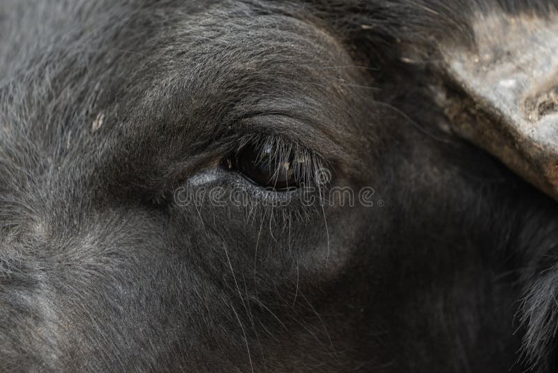 Eye Buffalo Stock Photos Download 2,160 Royalty Free Photos