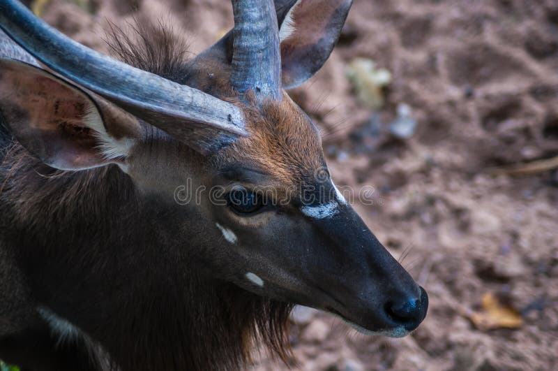 Portrait of a Young Male Kudu Antelope Stock Photo - Image of elegant