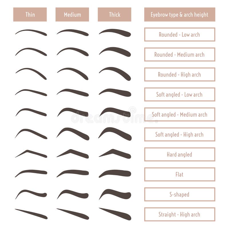 Eyebrow Shapes. Various Brow Types. Vector Table With ...