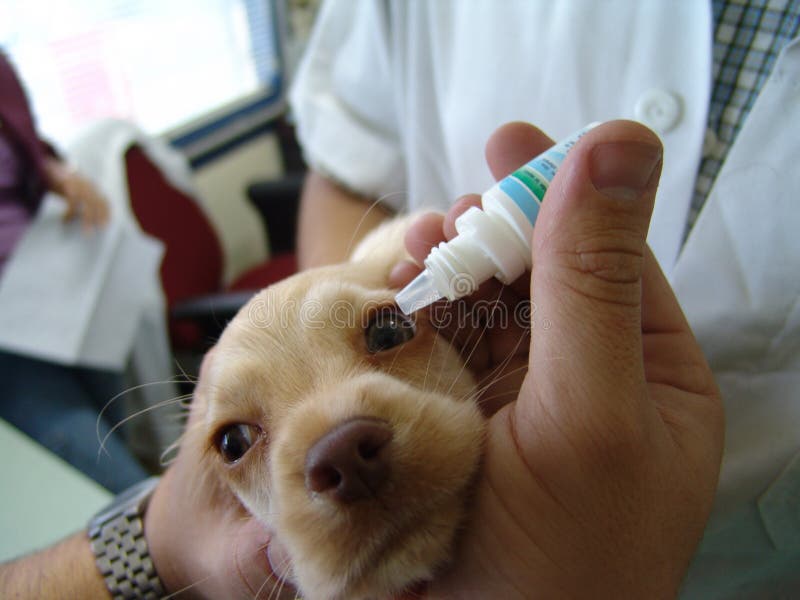 Eyedrops do filhote de cachorro fotos de stock