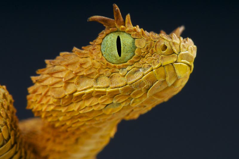 Venomous African Bush Viper (Atheris chlorechis) Stock Photo