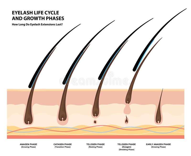 Eyelash Life Cycle and Growth Phases. How Long Do Eyelash Extensions Stay on. Macro, Selective Focus. Guide Stock Vector - Illustration of artificial, eyelash: 176742140 Eyelash Life Cycle and Growth Phases. How Long Do Eyelash Extensions Stay on. Macro, Selective Focus. Guide Stock Vector - Illustration of artificial, eyelash: 176742140