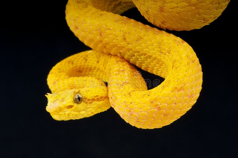 The Eyelash Viper (Bothriechis schlegelii) is a venomous pitviper species found in Central and South America. Small and arboreal, these snakes are characterized by their wide array of color variations, as well as the superciliary scales over the eyes.