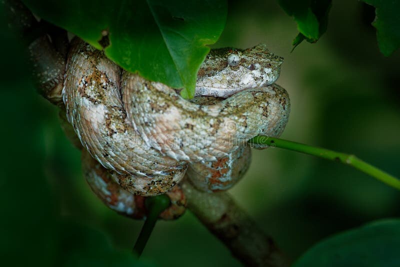 Eyelash Viper - Bothriechis schlegeli  venomous pit viper species found in Central and South America. Small and arboreal, this species is characterized by a wide array of color variations