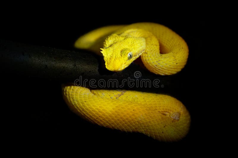 Eyelash Viper - Bothriechis schlegeli  venomous pit viper species found in Central and South America. Small and arboreal, this species is characterized by a wide array of color variations