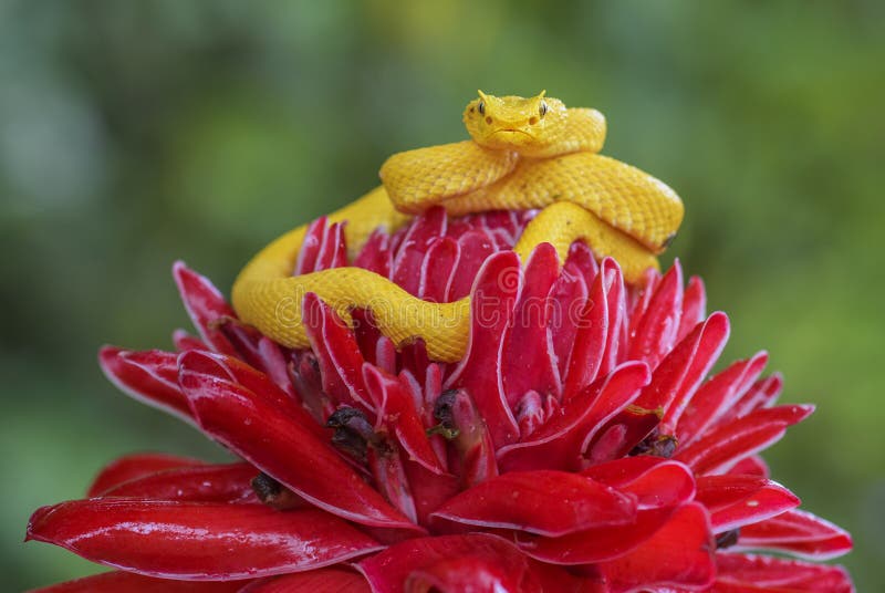 Eyelash Viper - Bothriechis schlegelii