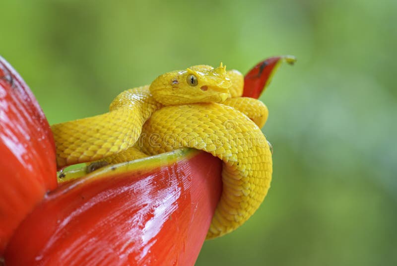 Eyelash Viper - Bothriechis schlegelii