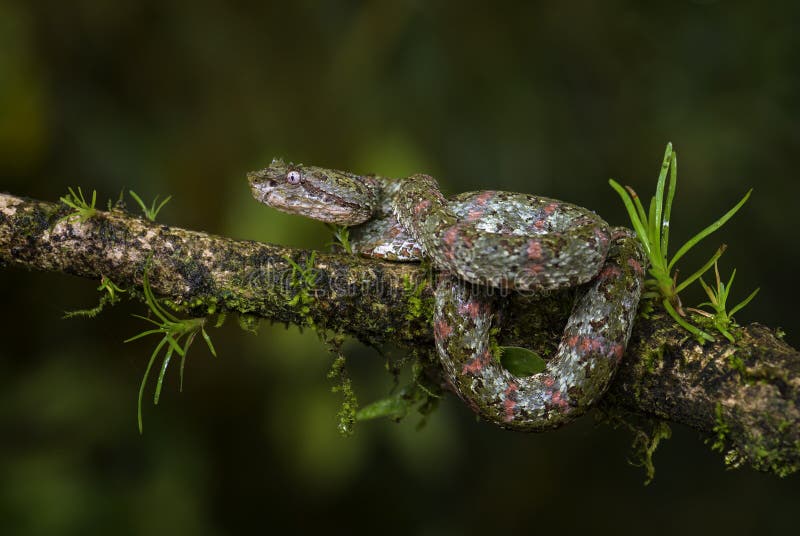 Eyelash Viper - Bothriechis schlegelii