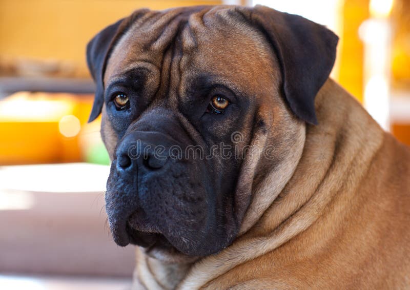 Eyes amber-colored. Closeup portrait of rare breed of dog South African Boerboel. South African Mastiff.