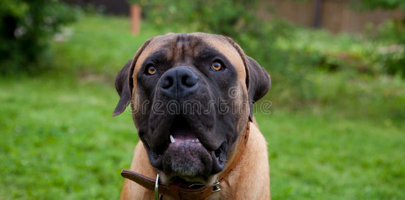 Eyes amber in colour. Closeup portrait of a beautiful dog breed South African Boerboel on the green and amber grass background. South African Mastiff Boerboel is a rare dog breed.