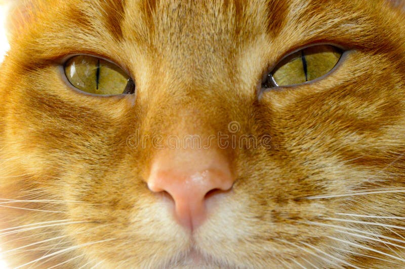 Eyes of a Beautiful Red Cat Stock Photo - Image of orange, kitten