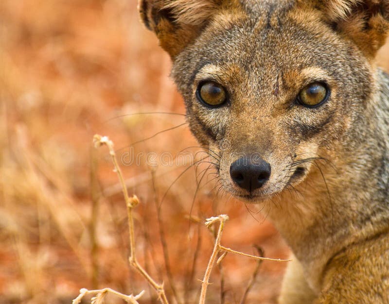 The eyes of the Black-backed Jackal