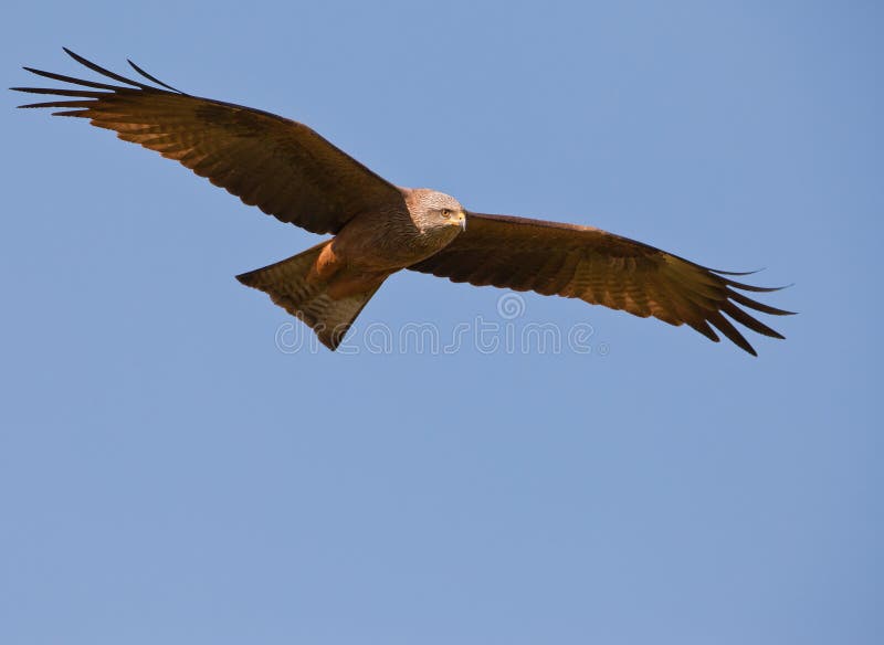 The eyes of a Black Kite