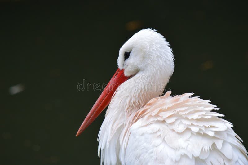 The white stork Ciconia ciconia is a species of large ciconiiform bird, belonging to the family Ciconiidae. Its plumage is mostly white with black on the wings, and adults` legs and beak acquire a red color. It measures an average of 100 and 115 cm from the tip of the beak to the end of the tail, and its wings can have a wingspan between 155 and 215 cm. The white stork Ciconia ciconia is a species of large ciconiiform bird, belonging to the family Ciconiidae. Its plumage is mostly white with black on the wings, and adults` legs and beak acquire a red color. It measures an average of 100 and 115 cm from the tip of the beak to the end of the tail, and its wings can have a wingspan between 155 and 215 cm.