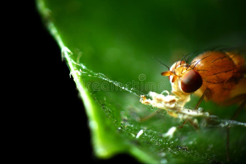 Eyes of a fruit fly stock photo. Image of mortar, sharpness 27396200