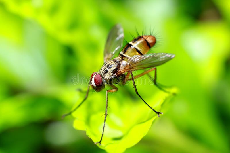 Eyes of a fruit fly, extreme close-up