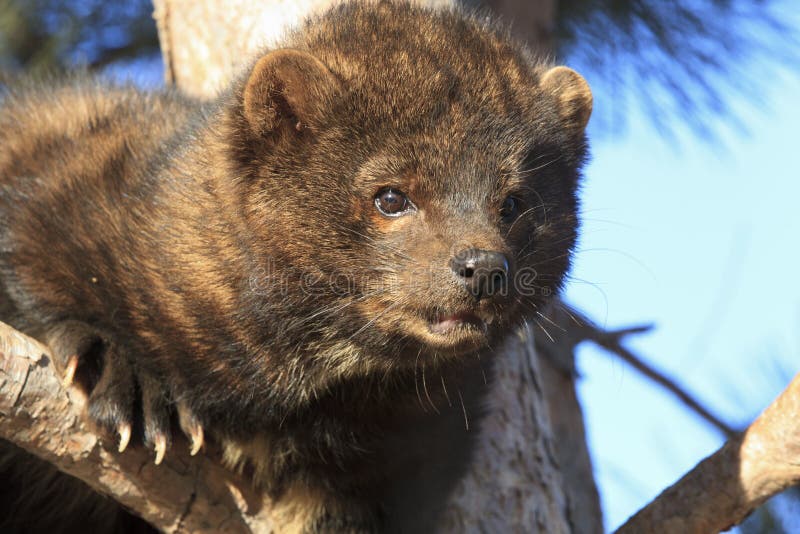 Eyes on prey stock photo. Image of carnivore, animal - 36774692