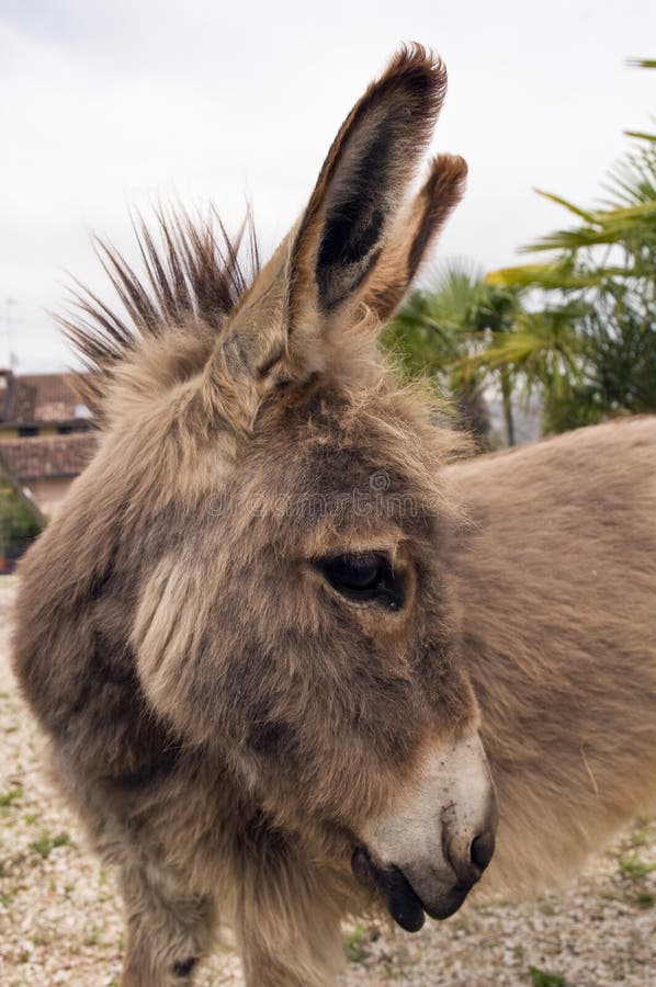 Donkey looking around - Verona (Italy). Donkey looking around - Verona (Italy)