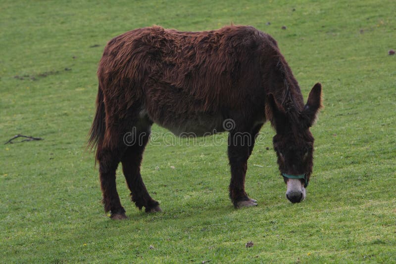 Donkey in a green field. Donkey in a green field