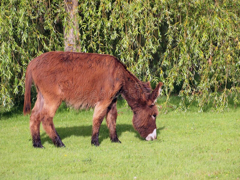 Ezel die gras eten stock foto's Ezel die gras eten stock foto's