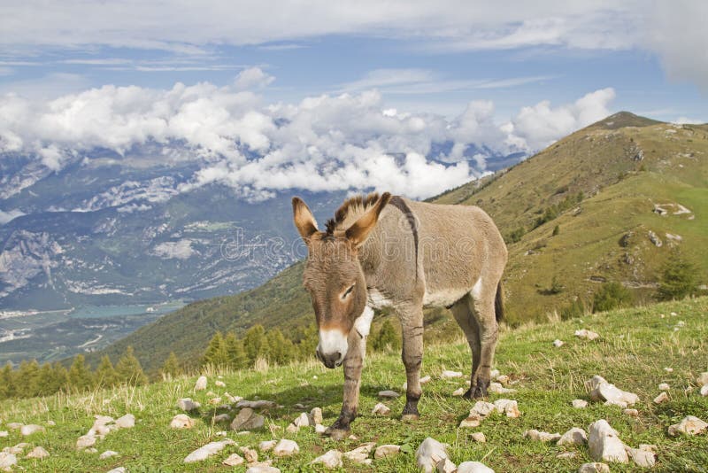 Ezel op een bergweide in Trentino royalty-vrije stock fotografie Ezel op een bergweide in Trentino royalty-vrije stock fotografie