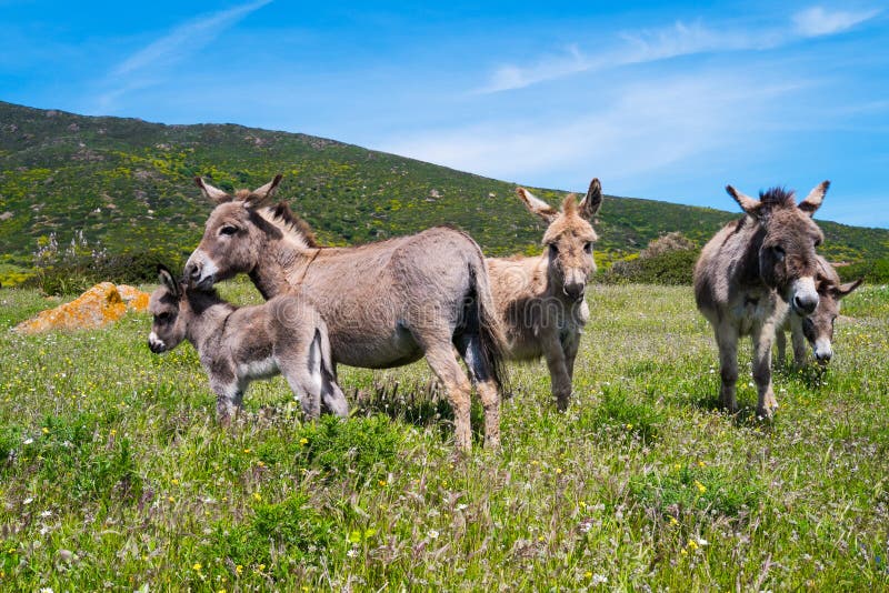 Ezels in Asinara-eiland in Sardinige, Italië royalty-vrije stock fotografie Ezels in Asinara-eiland in Sardinige, Italië royalty-vrije stock fotografie