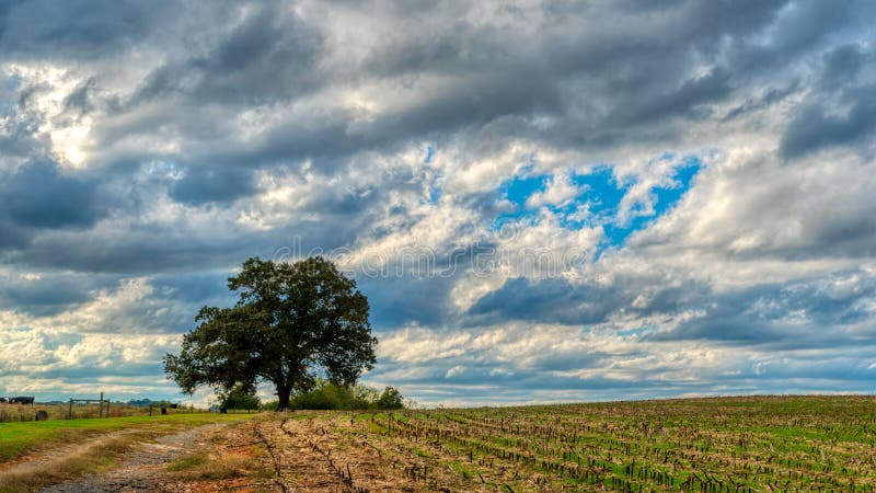 Eén boom in een veld onder stormachtige wolken op het platteland van North Carolina stock afbeelding Eén boom in een veld onder stormachtige wolken op het platteland van North Carolina stock afbeelding