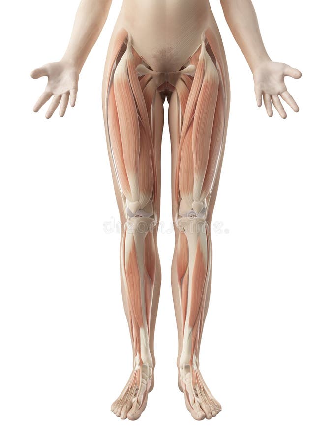 Żeńscy noga mięśnie