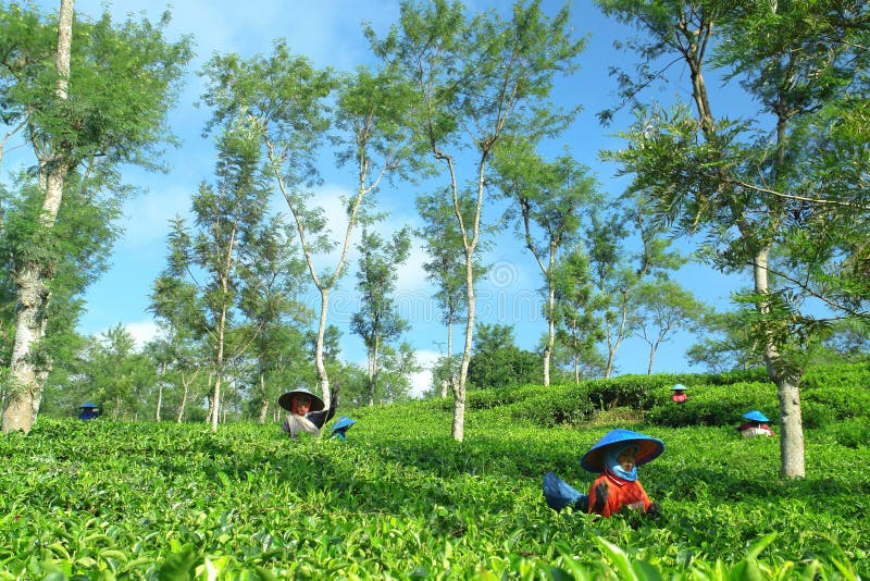 Daily activities of female farmers on tea leaves field. They pluck leaves every morning and gathered them into traditional basket behind her back. They work for companies that make teabag tea. This shot is taken at Wonosari tea field, Lawang, east Java, Indonesia. Daily activities of female farmers on tea leaves field. They pluck leaves every morning and gathered them into traditional basket behind her back. They work for companies that make teabag tea. This shot is taken at Wonosari tea field, Lawang, east Java, Indonesia.