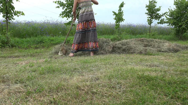 Żeńska ogrodniczka w pięknego smokingowego świntucha siana suchej trawie w lecie 4K