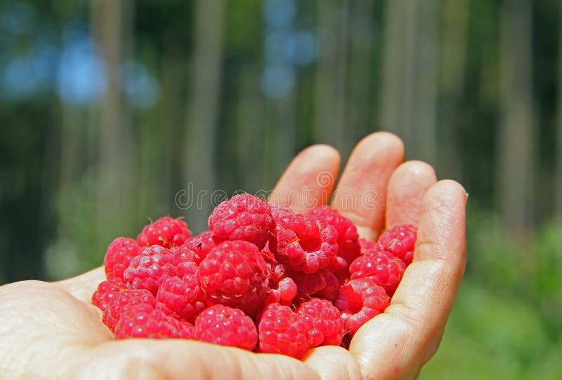 Żeńska ręka, segregująca z dzikimi malinkami obraz royalty free Żeńska ręka, segregująca z dzikimi malinkami obraz royalty free
