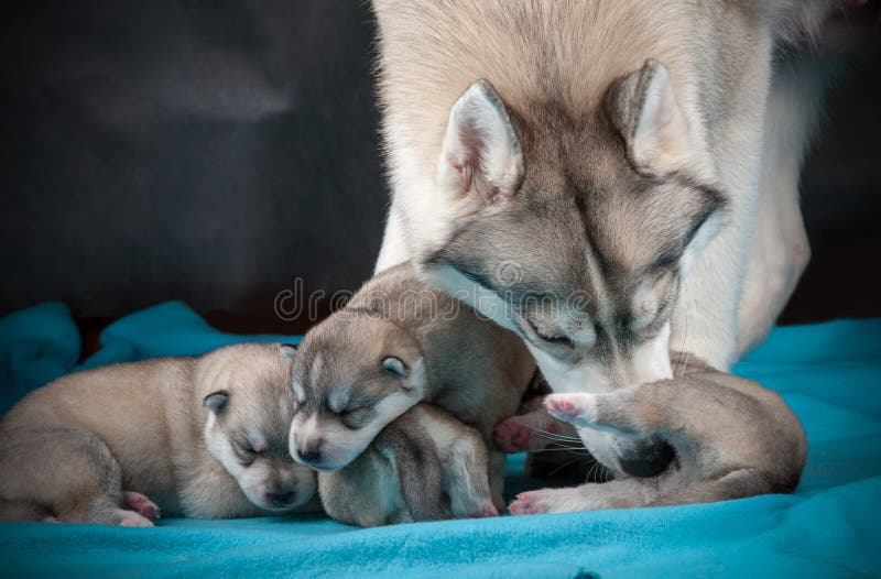 Żeński husky z nowonarodzonymi szczeniakami zdjęcia stock Żeński husky z nowonarodzonymi szczeniakami zdjęcia stock