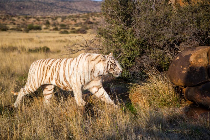 Homem Do Tigre Na Reserva Do Jogo Em África Do Sul Imagem de Stock