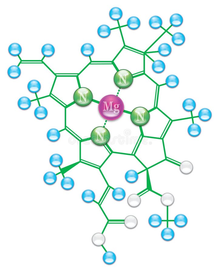 Formula Ii De La Clorofila Ilustracion Del Vector Ilustracion De