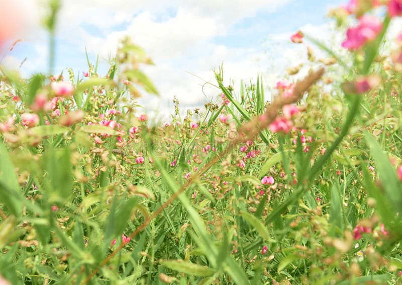 f?ltet blommar green Söta ärtor i sommar arkivbilder f?ltet blommar green Söta ärtor i sommar arkivbilder