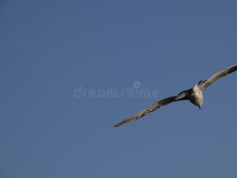 f?r flygseagull f?r bakgrund bl? sky royaltyfri foto f?r flygseagull f?r bakgrund bl? sky royaltyfri foto