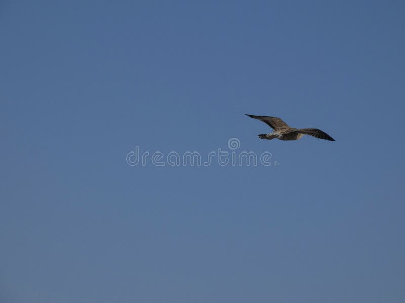 f?r flygseagull f?r bakgrund bl? sky royaltyfri bild f?r flygseagull f?r bakgrund bl? sky royaltyfri bild
