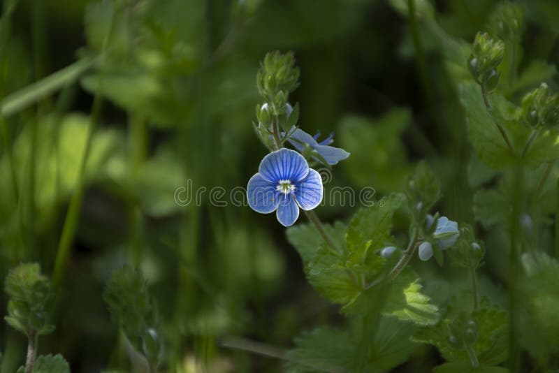 F?rg?tmigej Myosotisblomningväxter, Boraginaceae, blå blomma i natur royaltyfria foton F?rg?tmigej Myosotisblomningväxter, Boraginaceae, blå blomma i natur royaltyfria foton