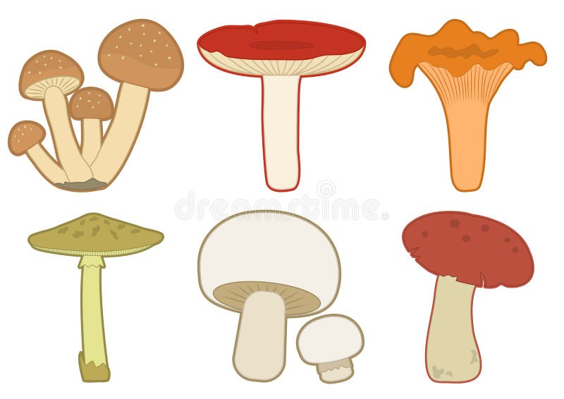 F?rgrik champinjonupps?ttning olika champinjoner vektor vektor illustrationer F?rgrik champinjonupps?ttning olika champinjoner vektor vektor illustrationer