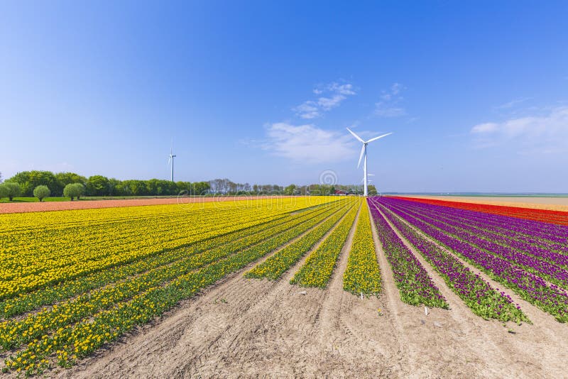 F?rgrika gula holl?ndska tulpan i ett blommaf?lt och en v?derkvarn i Holland arkivfoto F?rgrika gula holl?ndska tulpan i ett blommaf?lt och en v?derkvarn i Holland arkivfoto