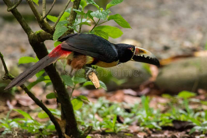 f?rsedd med krage aracari fotografering för bildbyråer f?rsedd med krage aracari fotografering för bildbyråer
