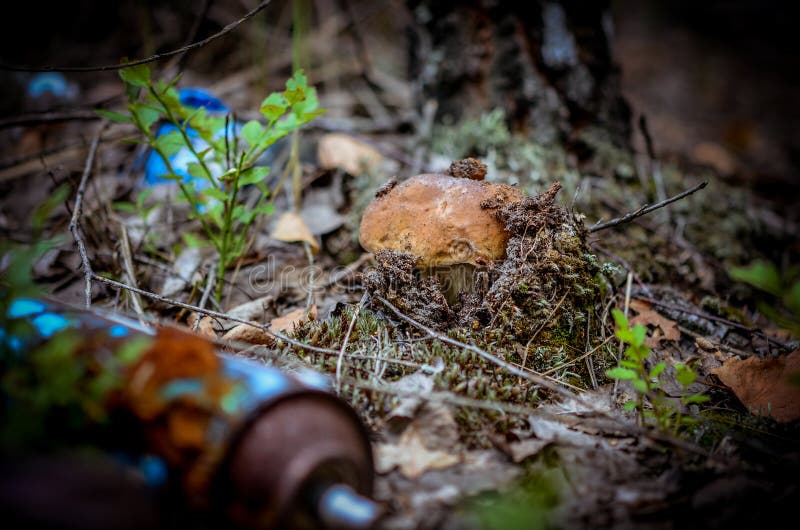 F?rst?relse av naturen Den vita champinjonen växer i en nedgrävning av sopor av giftlig hushållavskräde i skogen arkivbilder F?rst?relse av naturen Den vita champinjonen växer i en nedgrävning av sopor av giftlig hushållavskräde i skogen arkivbilder