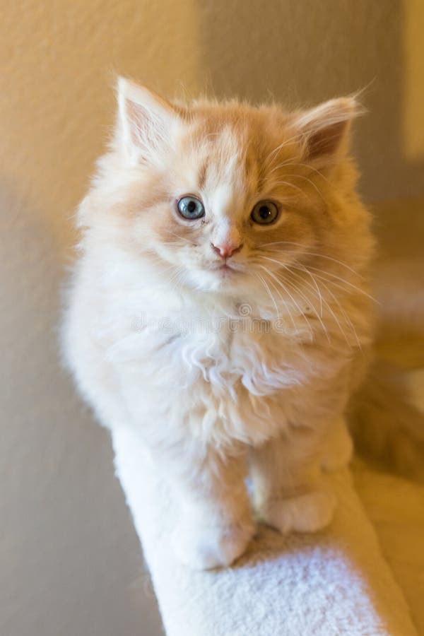 F? rtjusande l? ng haired katt av den siberian aveln in att koppla av Hypoallergenic husdjur av boskap. Gullig fluffig kattunge av den siberian aveln L? ng haired katt av boskap