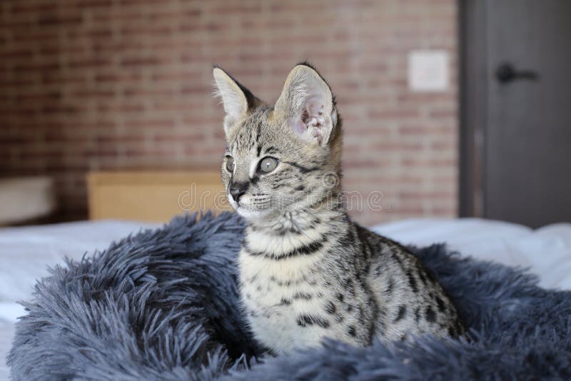 F1 Savannah Cat with Beautiful Markings Stock Image Image of cats