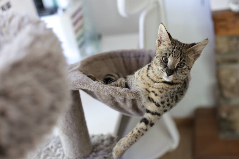 F1 Savannah Cat with Beautiful Markings Stock Photo Image of feline