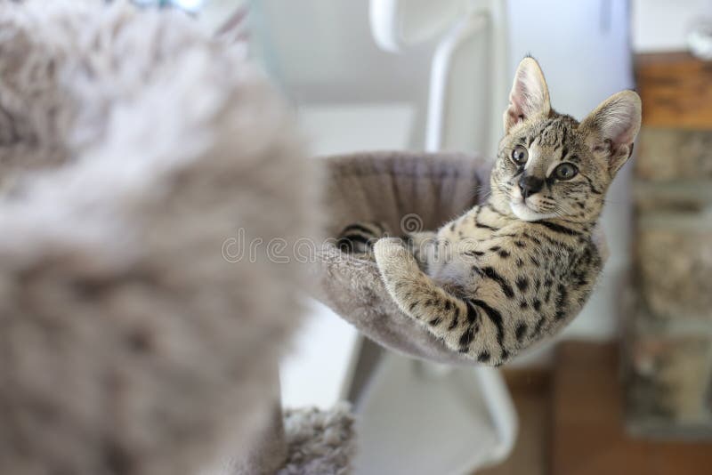 F1 Savannah Cat with Beautiful Markings Stock Image Image of baby
